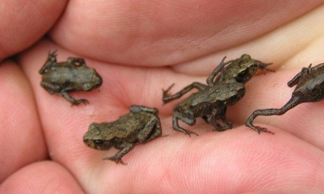 Miniaturowe żabki na dłoni. 