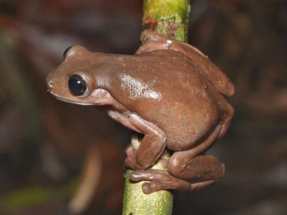 Litoria mira - nowy gatunek żaby.