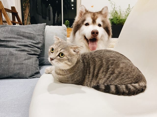 Kot i pies w salonie. 