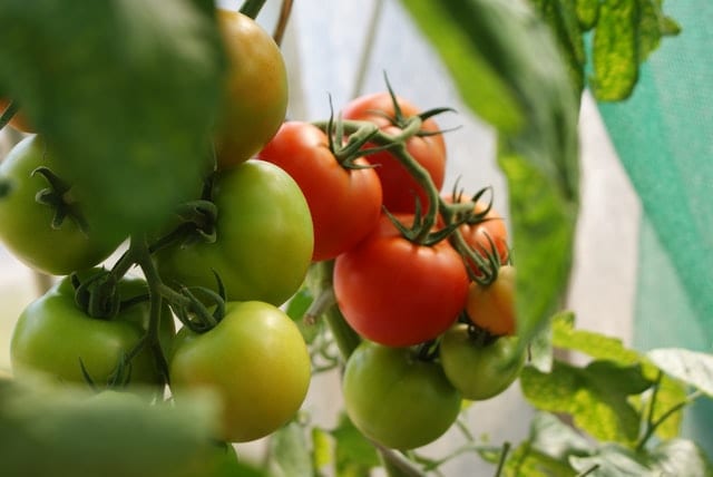 Kolory pomidorów - czerwone i zielone pomidory.