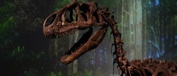 Szkielet dinozaura na zielonym tle.