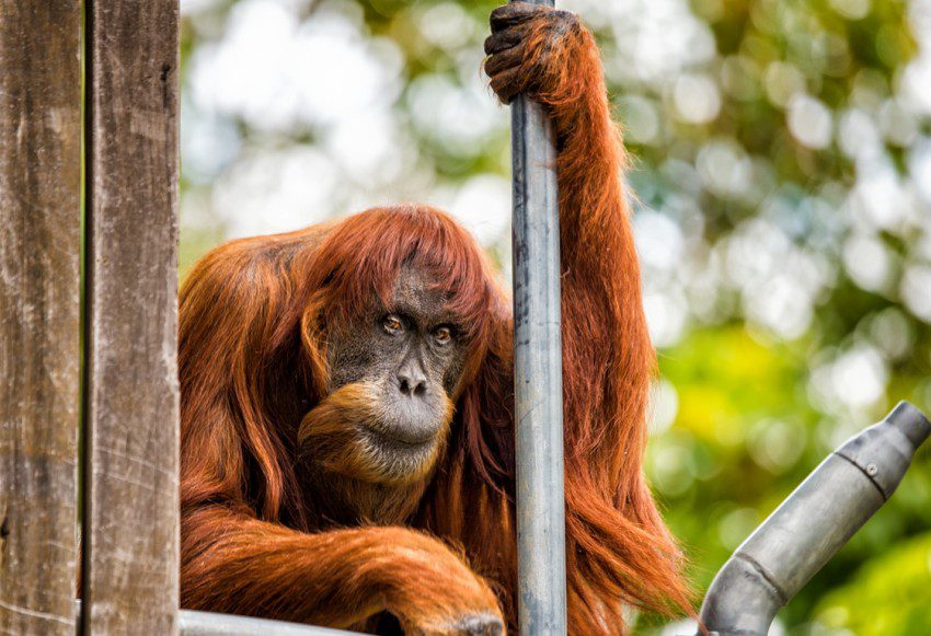 Orangutan sumatrzański.