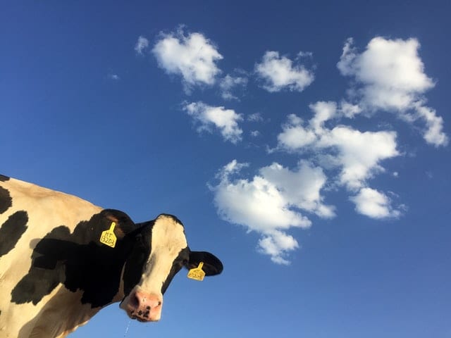 Krowa na tle błękitnego nieba.