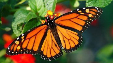 Najbardziej zagrożone gatunki - motyl na kwiatach.