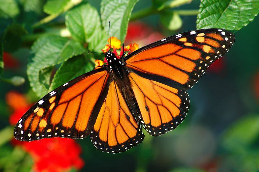 Motyl monarcha na kwiatku.