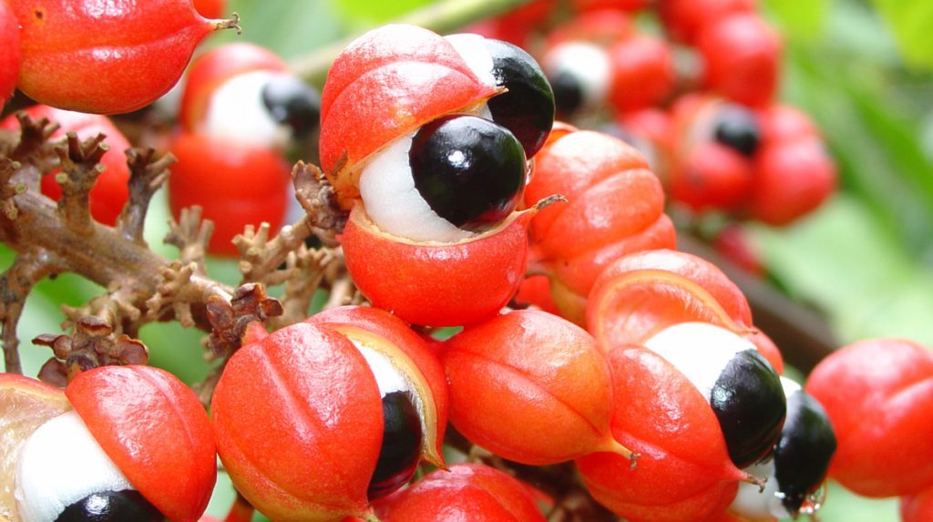 Guarana i jej cudowne właściwości Guarana.