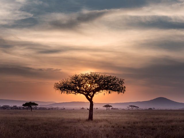 Afryka - drzewo.