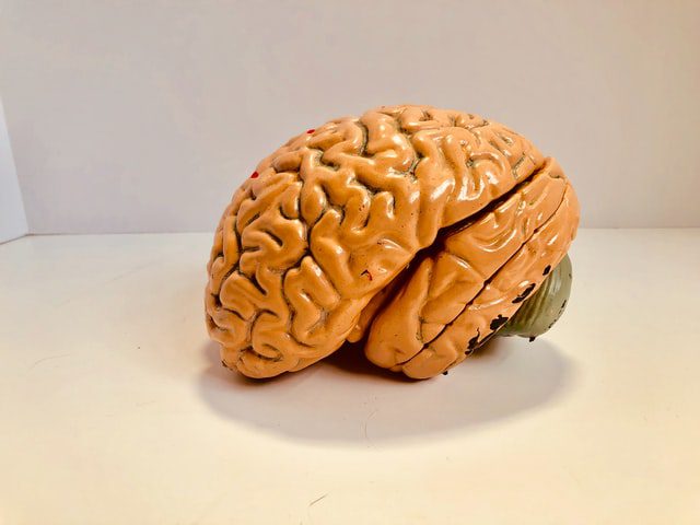 Prototyp mózgu.
