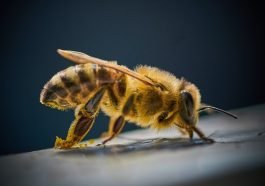 TOP10: ciekawostki o pszczołach