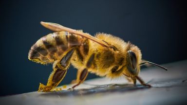 Ciekawostki o pszczołach - pszczoła na ciemnym tle.