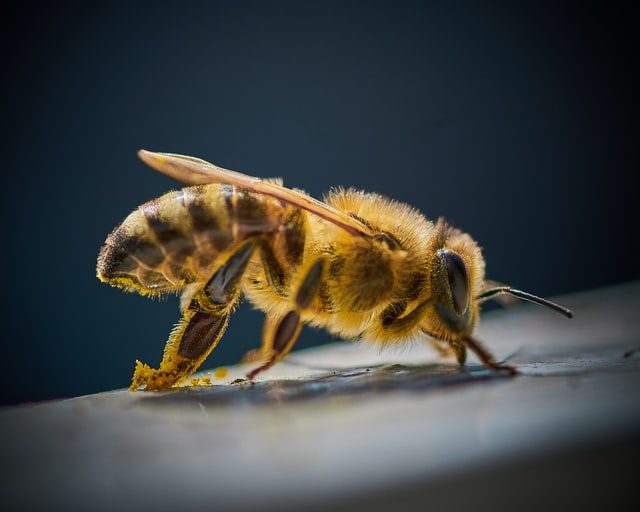 Ciekawostki o pszczołach - pszczoła na ciemnym tle.