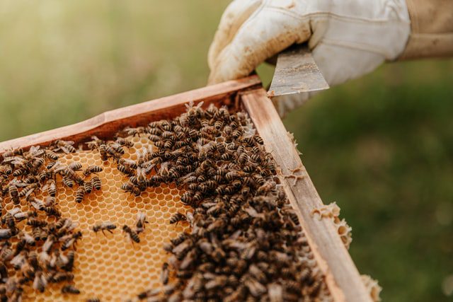Pszczelarz podczas pracy z pszczołami.