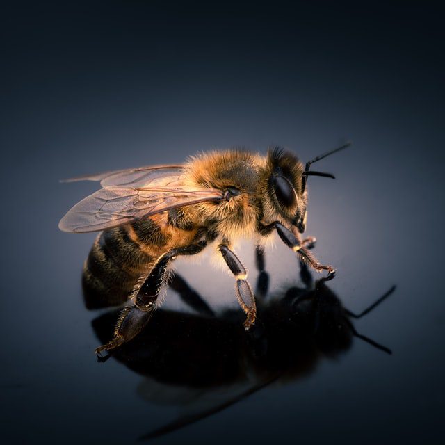 TOP10: ciekawostki o pszczołach Pszczoła na ziemnym tle.