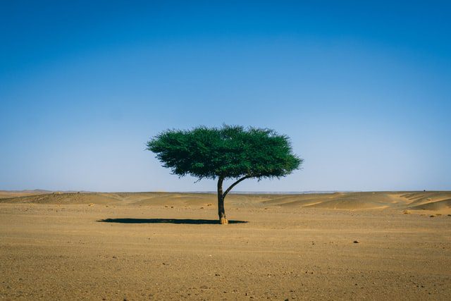 Drzewo na pustyni. 