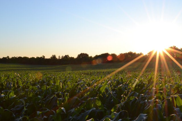 Promienie słońca nad polem kukurydzy.