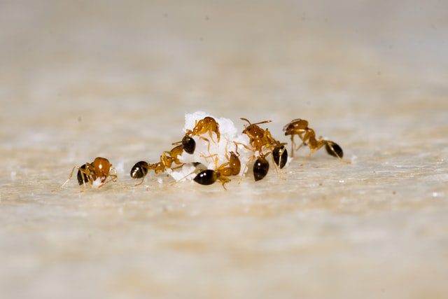 Mrówki poszukujące jedzenia. 
