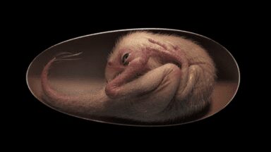 Niesowite odkrycie! Naukowcy odnaleźli skamieniałość embrionu dinozaura