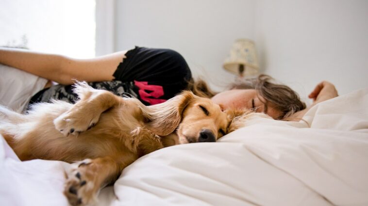 Pies w łóżku? Czy powinno się spać z psem?