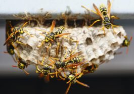 Te owady są bardzo ważne w życiu człowieka! Zobacz dlaczego