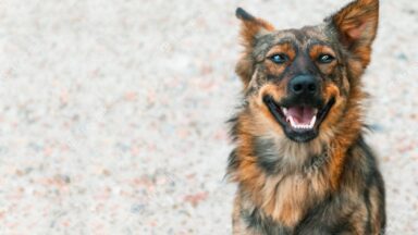 Nierasowy, znaczy zdrowszy! Dlaczego kundle są lepsze