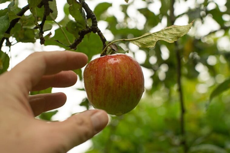 Poznaj 6 powodów, dlaczego warto jeść jabłka