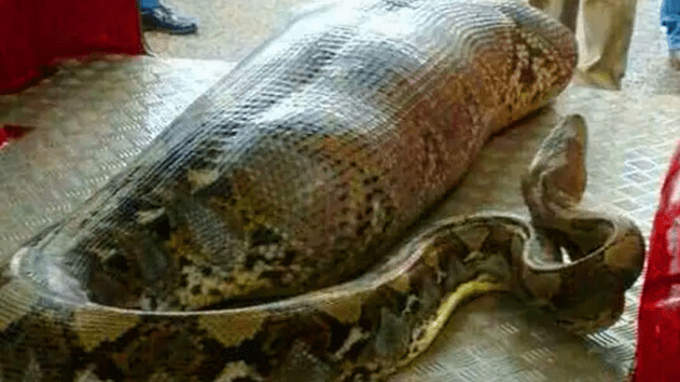Pracownicy znaleźli gigantycznego węża - nie uwierzysz, co znaleźli w środku!