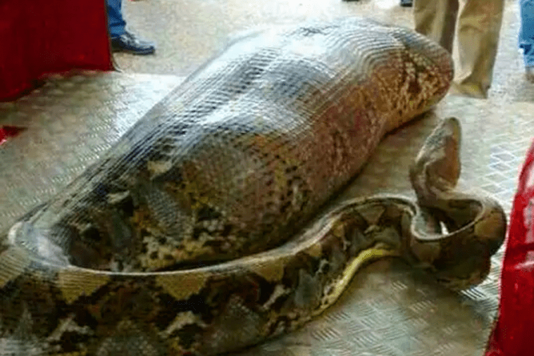 Pracownicy znaleźli gigantycznego węża - nie uwierzysz, co znaleźli w środku!