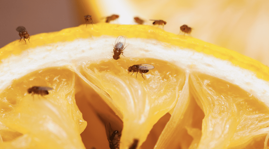 Jak pozbyć się muszek owocówek? Skuteczne sposoby na uciążliwe insekty