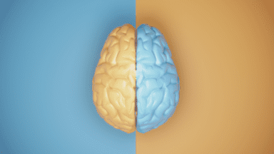 Za co odpowiada prawa półkula mózgu