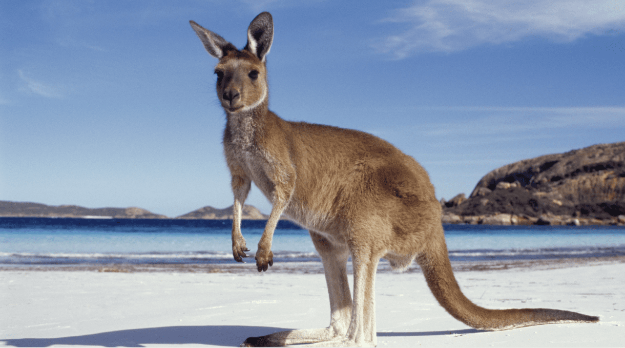 Australijski pocałunek