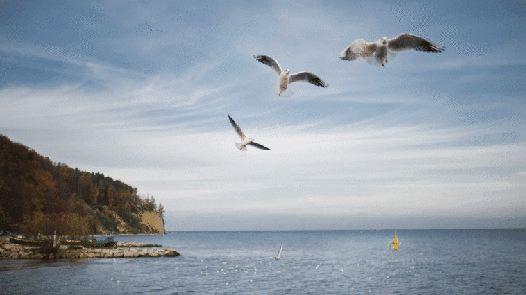 Popularne ptaki polskie