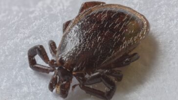 Kleszcz pospolity (Ixodes ricinus) w zbliżeniu na źdźble trawy
