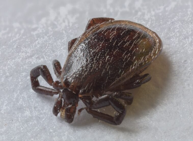 Wrzesień to drugi szczyt sezonu na kleszcze. Jeden objaw wystarczy, żeby zacząć leczenie bez badania krwi Kleszcz pospolity (Ixodes ricinus) w zbliżeniu na źdźble trawy