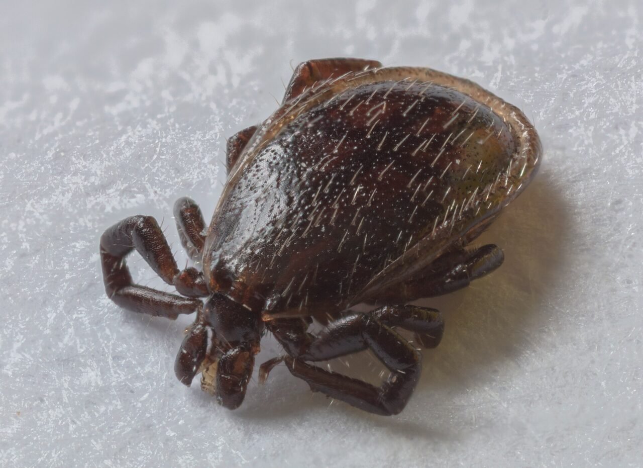 Kleszcz pospolity (Ixodes ricinus) w zbliżeniu na źdźble trawy