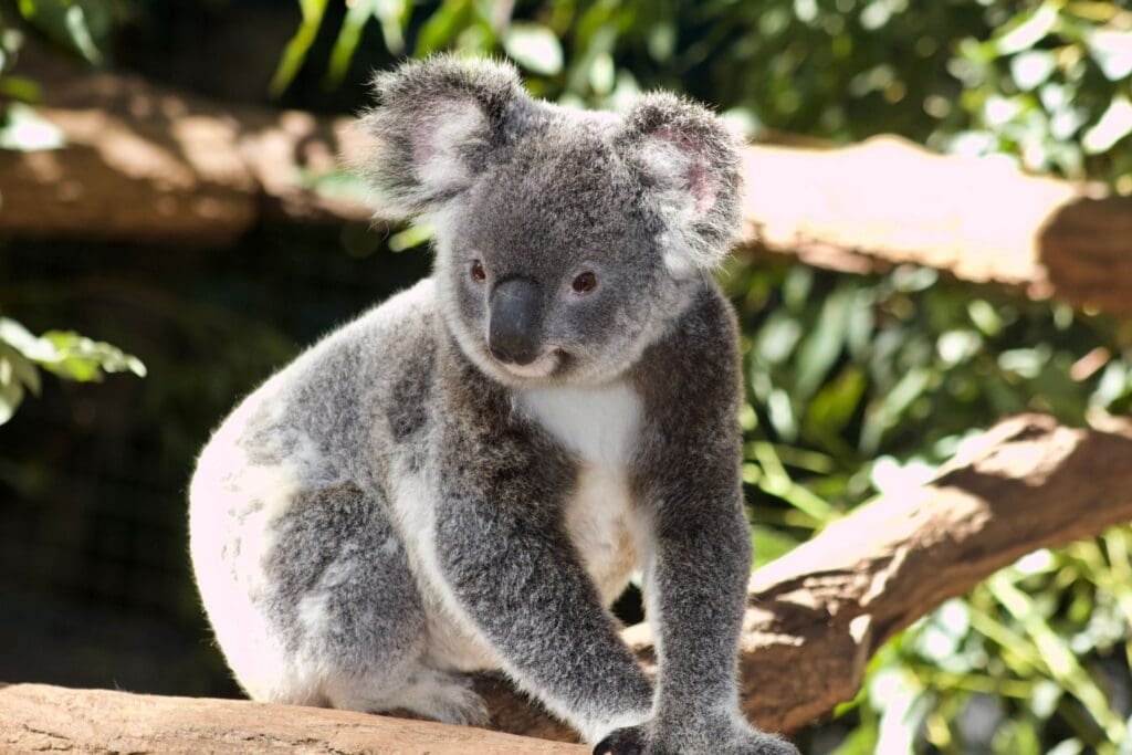Wrócili do domu po północy, a w sypialni czekał koala. Ta historia podbiła internet
