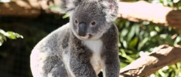 Koala siedzący na drzewie eukaliptusowym w Australii