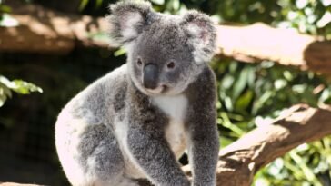 Koala siedzący na drzewie eukaliptusowym w Australii