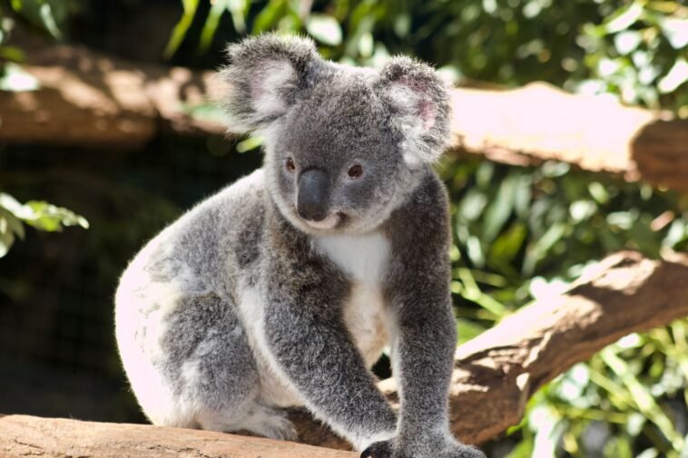 Wrócili do domu po północy, a w sypialni czekał koala. Ta historia podbiła internet Koala siedzący na drzewie eukaliptusowym w Australii