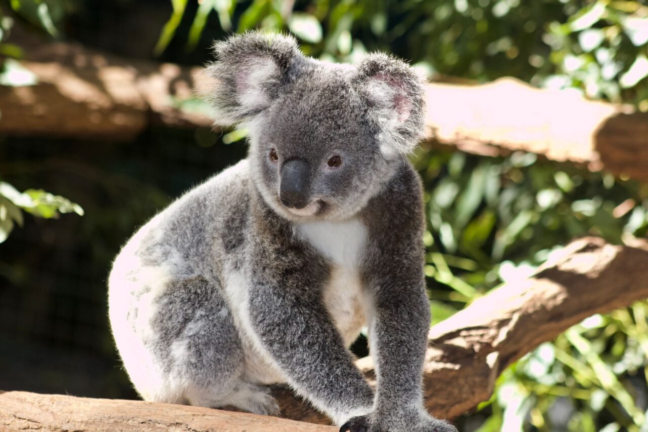 Koala siedzący na drzewie eukaliptusowym w Australii