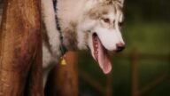 Husky syberyjski na spacerze
