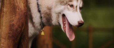Husky syberyjski na spacerze
