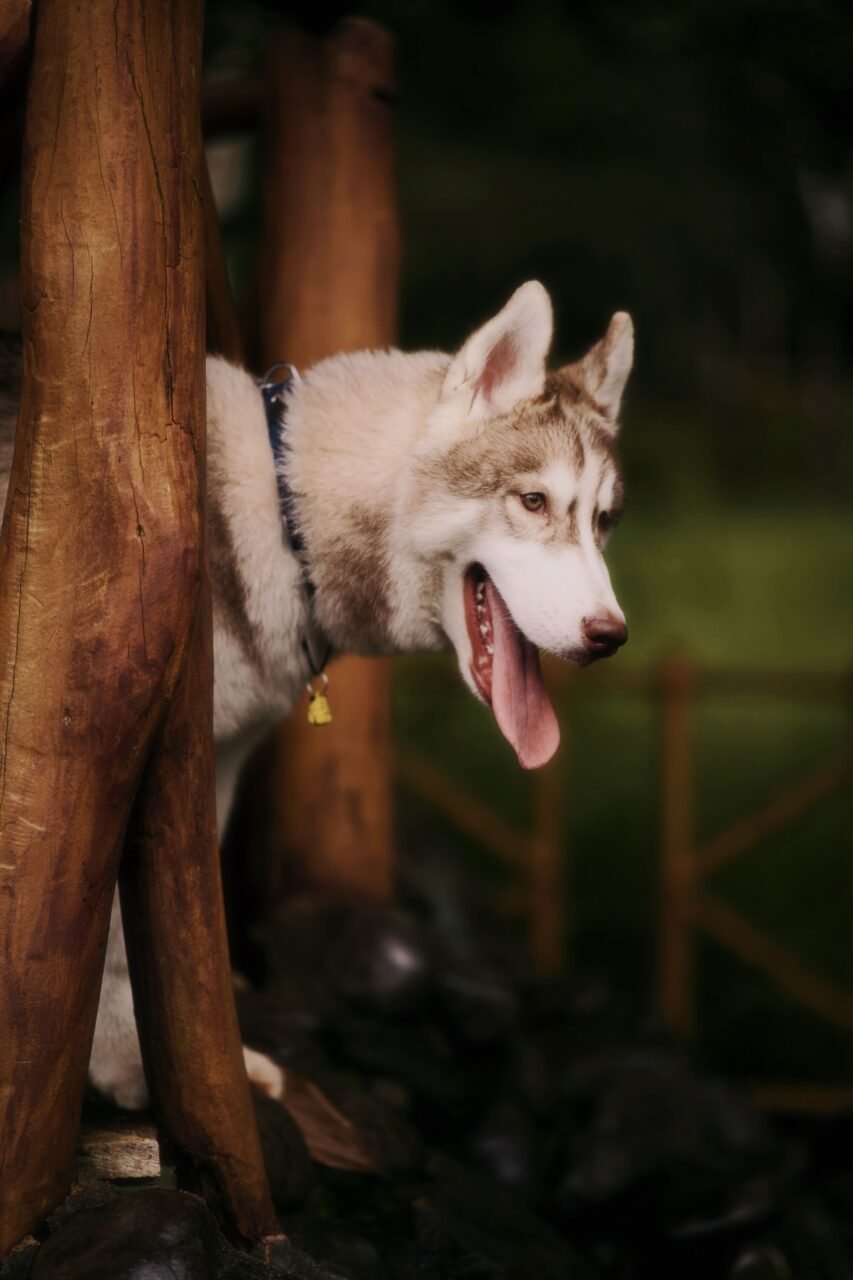 Husky syberyjski na spacerze