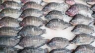 Surowe filety tilapii na ladzie rybnej