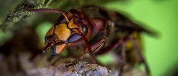 Szerszeń sfotografowany z bliska, widoczny odwłok i odnóża