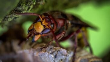 Szerszeń sfotografowany z bliska, widoczny odwłok i odnóża