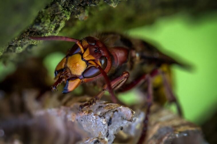 Szerszeń sfotografowany z bliska, widoczny odwłok i odnóża
