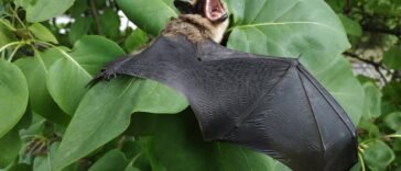 Mroczek późny (Eptesicus serotinus), nietoperz z brązowym futrem, z bliska