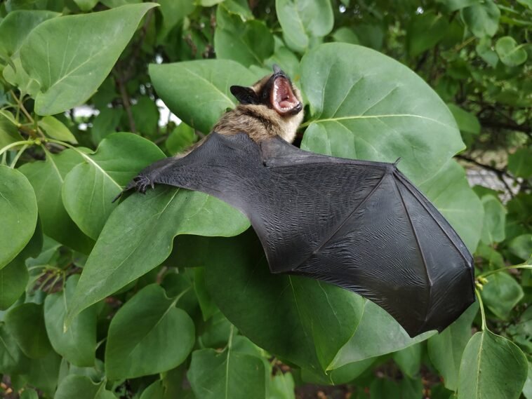 Mroczek późny (Eptesicus serotinus), nietoperz z brązowym futrem, z bliska