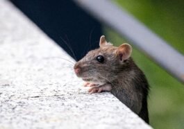 Wystarczy szczelina szerokości ołówka. To ona decyduje, czy mysz zamieszka z tobą na całą zimę