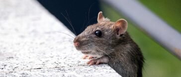 Szara mysz domowa przy ścianie, gryzoń szukający schronienia jesienią